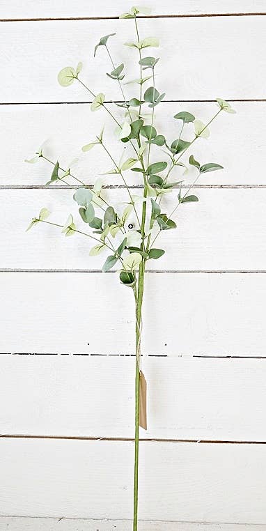 Silver Dollar Eucalyptus Branch, 32”