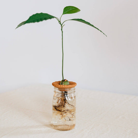 Terra Cotta Seed Sprouter Set