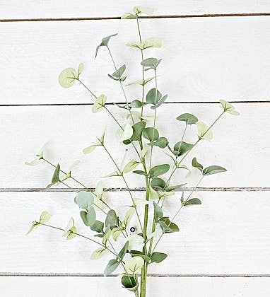 Silver Dollar Eucalyptus Branch, 32”
