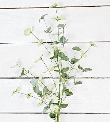 Silver Dollar Eucalyptus Branch, 32” - Twelve 28 Market
